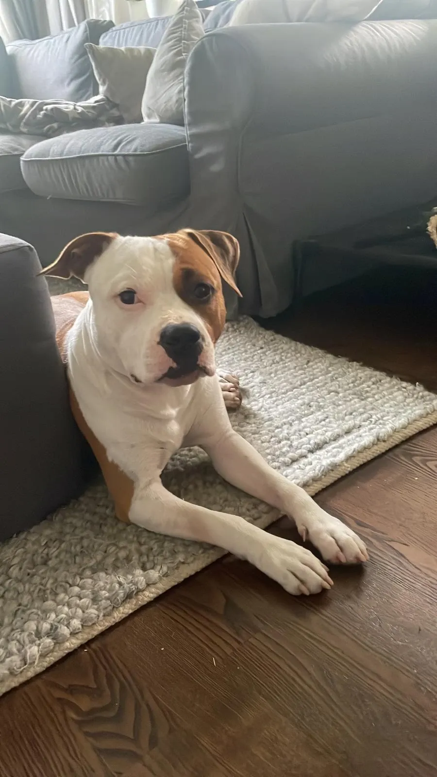 Hunden Milou ligger på mattan framför soffan